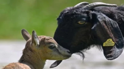 Yavru yaban keçisine Halep keçisi süt annelik yapıyor