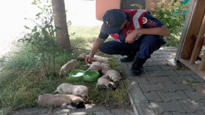 Bingöl’de anne ve yavru köpeklere Jandarma şefkati