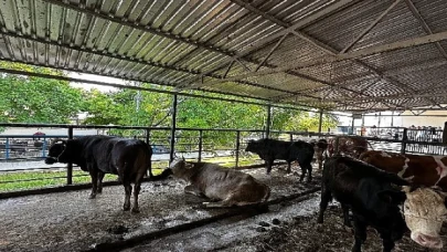 Büyükşehir Mezbahaları Bayramda Tam Kapasite Çalıştı