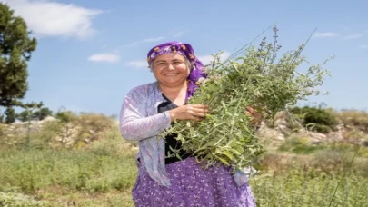 Çiftçilerin hasat sevinci