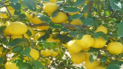 Finike’nin kokulu limonu ve Hicaz Narı, uluslararası listede