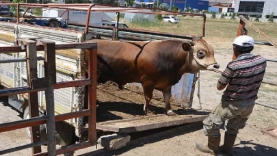 Hayat ağacı derneğinde 64 adet büyükbaş 41 adet küçükbaş kurban kesildi