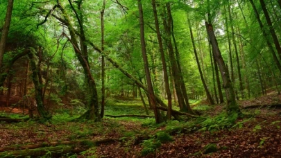 İçişleri Bakanlığından ormanlara giriş yasağı