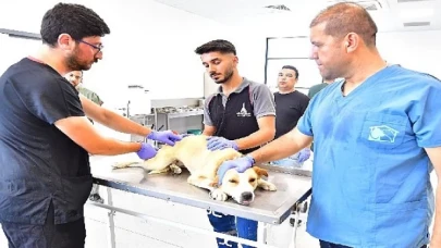 İzmir’de bir yılda 25 bin kedi ve köpek kısırlaştırıldı