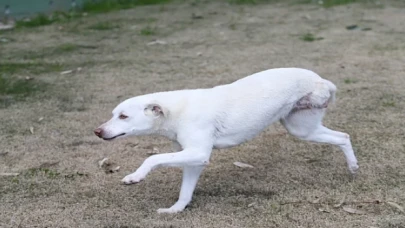 Karşıyaka’nın ampute köpekleri emin ellerde