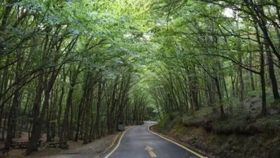 Kastamonu’da ormanlık alanlara girişler yasaklandı