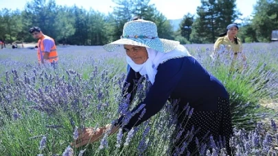 Muğla Büyükşehir Koku Vadisi’nde Lavanta Şenliği Düzenliyor