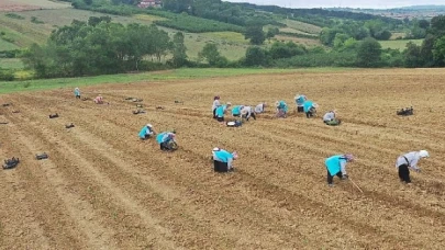 Tıbbi Aromatik Bitki Yetiştiriciliğinde yeni ürün; kekik