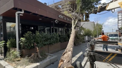 Arnavutköy'de çınar ağacı kafenin üzerine devrildi: Kıl payı kurtuldular