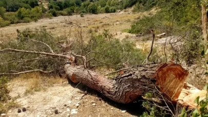 Çevreciler duyurdu: Akbelen’de ağaçların beşte üçü kesildi