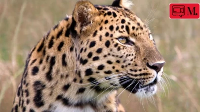 Doğada ender görülen anlar: Leopar, Babunların saldırısına uğradı