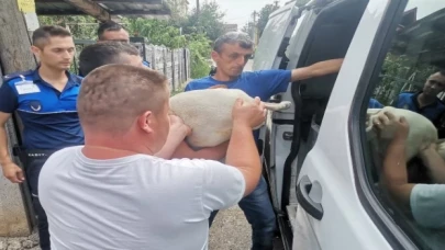 Düzce’de yasaklı ırk köpek yetiştirenlere operasyon