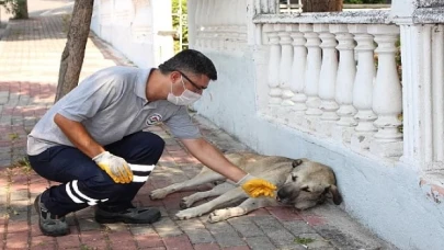 Karşıyaka Belediyesi, 8 ayda 24 bin can dosta hizmet sundu