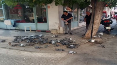 Keşan’da hayvansever esnaf her gün güvercinleri besliyor