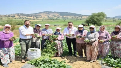 Kornişon üreticilerinde hasat sevinci