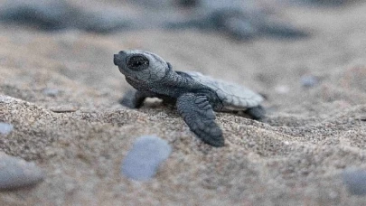 Mavi Gönüllüleri, Indigo Turtles projesi ile Caretta Caretta’ları Akdeniz’le buluşturmaya devam ediyor