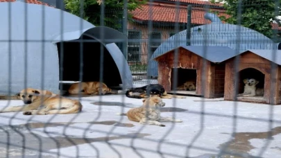 Sakarya’da devasa şifa yuvası