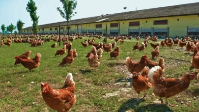 Sayısalda 13 bin sıralama yapan öğrenci Bolu Kanatlı Hayvan Yetiştiriciliği’ne yerleşti