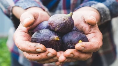 Taze incir ihracatı başladı