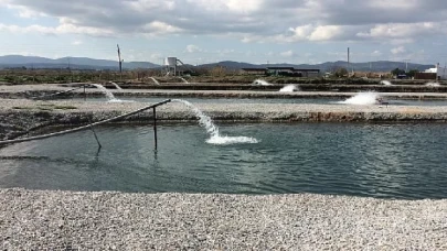 Toprak Havuzlarda Balık Üretimi Yükselişte