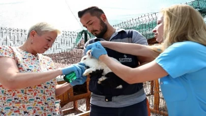 Çankaya Belediyesinin Veteriner Hekimleri iş başında