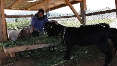 Kıl Keçisi Projesi için Son Başvuru 15 Eylül’e Uzatıldı 