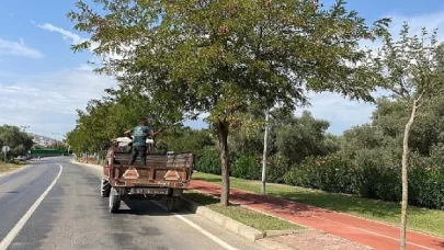 Milas Belediyesi mevsimsel bakım çalışmalarına devam ediyor