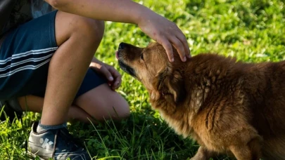 Almanya'da belediyeler geçen yıl köpek vergisinden rekor gelir elde etti