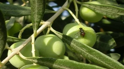 Bursa Mudanya’da zeytin sineği ile 5. mücadele başladı