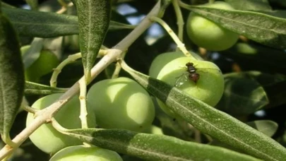 Bursa’da zeytin sineği ile 4. mücadele dönemi başladı