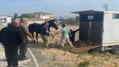 Çayırova’daki başıboş at Tekirdağ’a gönderildi