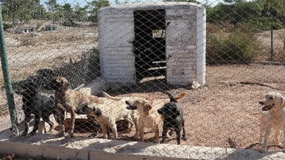 Egeli ihracatçılardan barınak hayvanlarına mama yardımı