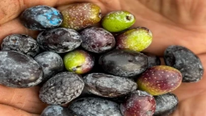 Garaova Dilmit Zeytin Şenliği’ne hazırlanıyor