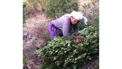 Tarım Güçbirliği Kooperatifi 5 Ton Defne Yaprağı Sattı