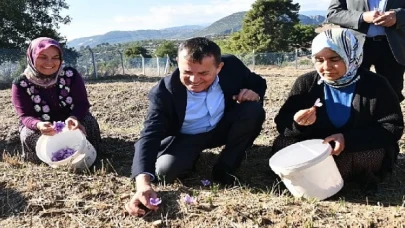 Yenişehir’de safran üretimi üçüncü yılında