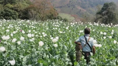 Myanmar, Afganistan'ı geçerek dünyanın en büyük afyon üreticisi oldu