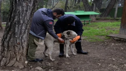 Osmangazi’de başıboş köpek mesaisi