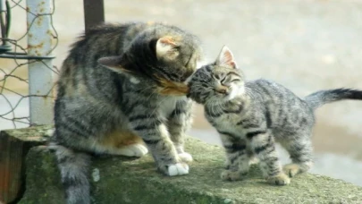 Yenişehir’de kedi ailesinin sabah bakımı