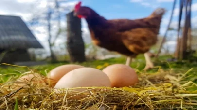 2 milyara yakın yumurta üretildi