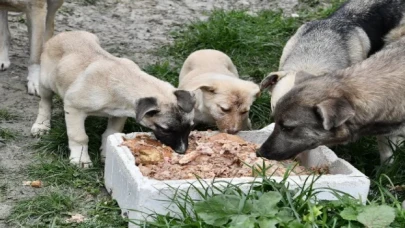 Beylikdüzü patili dostların yanında