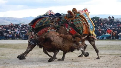 Burhaniyeliler Deve Güreşi heyecanını doyasıya yaşadı