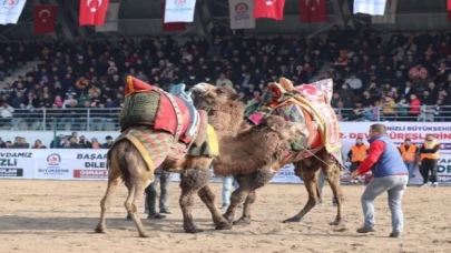 Deve güreşleri nefes kesecek