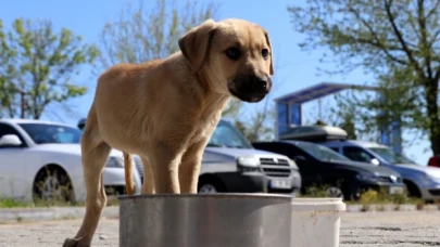 Mülkiyeliler Birliği, sokak hayvanları sorununa çözüm olarak barınakları değil kısırlaştırmayı görüyor