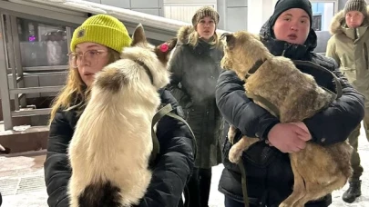 Rusya’da hayvanseverler, sokak köpeklerini ”hayvan uyutma” yasasının kabul edildiği bölgeden farklı yerlere taşıyorlar