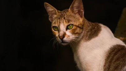 ABD'de veba vakası görüldü