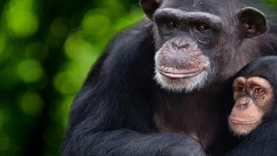 &apos;Şempanzelerin Dünyası’ 7 Şubat Çarşamba 20.00’de National Geographic WILD Ekranlarında başlıyor