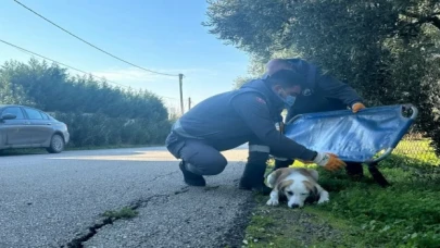 Yaralanan sevimli köpek sağlığına kavuştu