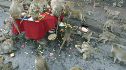 Tayland'da şehri istila eden maymunlar toplatılıyor