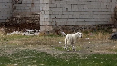 Kentte kuduz alarmı: Bölgeye giriş çıkışları yasaklandı