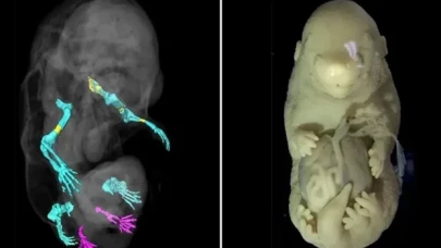 Yanlışlıkla üretildi: Altı bacaklı ve cinsel organı yok